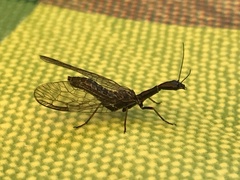 Raphidiinae