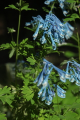 Corydalis elata