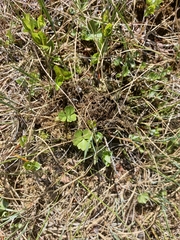 Ranunculus lapponicus