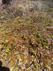 Ranunculus lapponicus