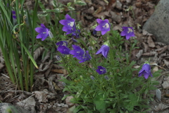 Campanula bellidifolia
