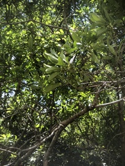 Osmanthus matsumuranus