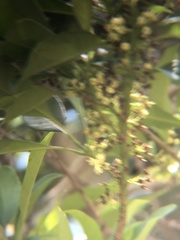 Osmanthus matsumuranus