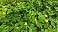 Arachis duranensis