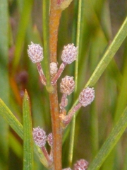 Acacia viscidula