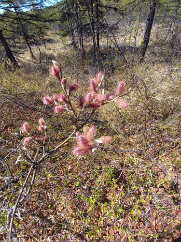 Salix krylovii