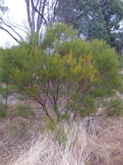 Acacia viscidula
