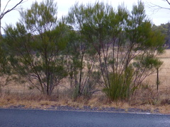 Acacia viscidula