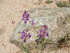 Linaria elegans