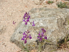 Linaria elegans