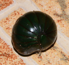 Zoosphaerium neptunus