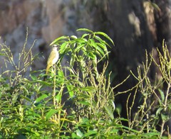 Pycnonotus flavescens