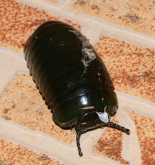 Zoosphaerium neptunus