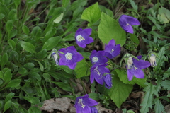 Campanula bellidifolia