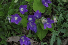 Campanula bellidifolia