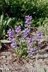 Penstemon payettensis