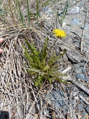 Taraxacum ceratophorum