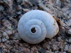 Dorcasia