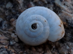Dorcasia