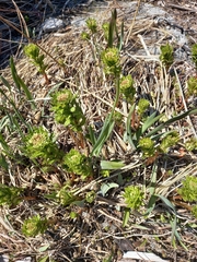 Rhodiola stephanii