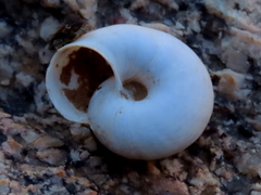 Dorcasia