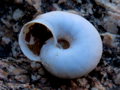 Dorcasia