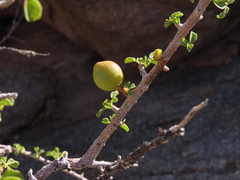 Commiphora capensis