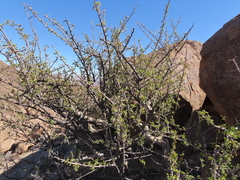 Commiphora capensis