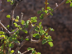 Commiphora capensis