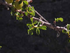Commiphora capensis