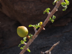 Commiphora capensis