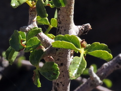 Commiphora capensis