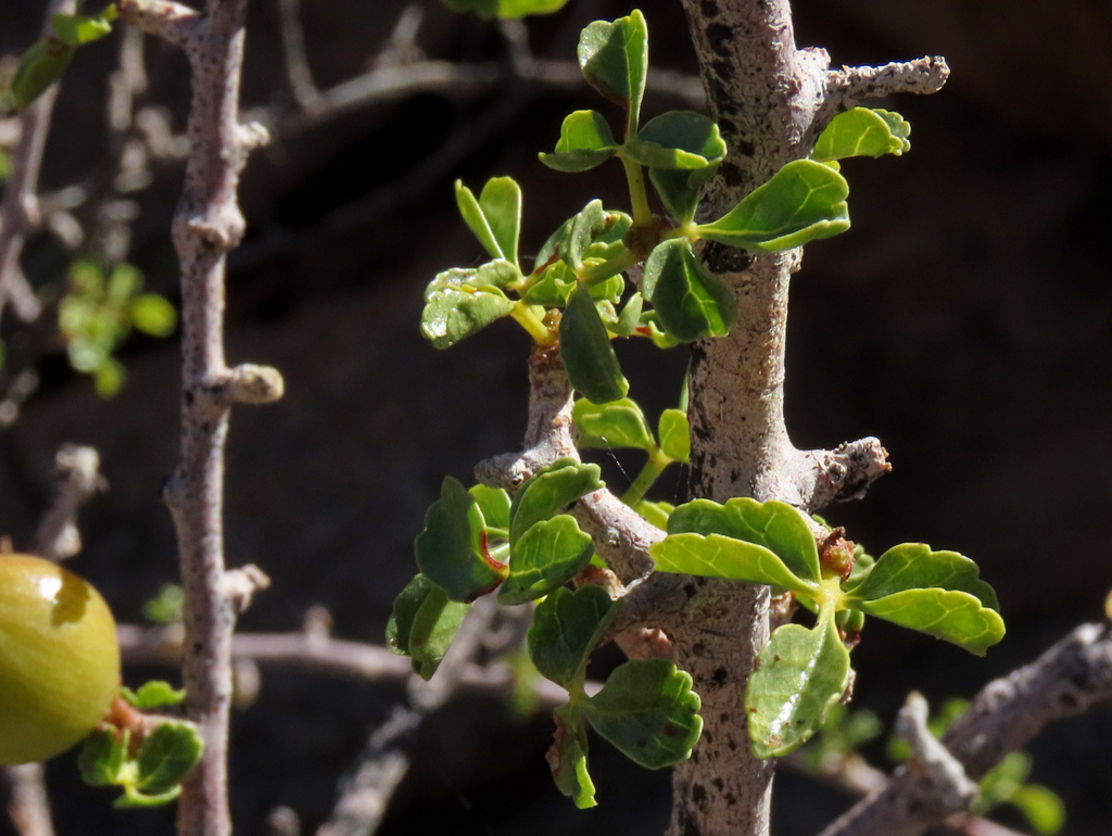 Namaqua Corkwood