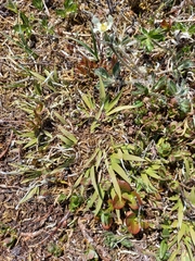 Tofieldia coccinea