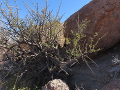 Commiphora capensis