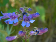 Penstemon ovatus