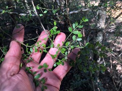 Everistia vacciniifolia nervosa