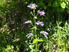 Penstemon ovatus