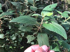 Acalypha nemorum