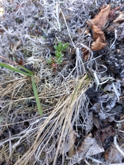 Hylotelephium cyaneum