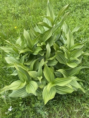 Veratrum lobelianum