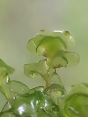 Scapania undulata