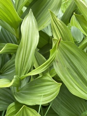 Veratrum lobelianum