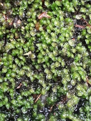 Scapania undulata