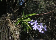 Vanda coerulea