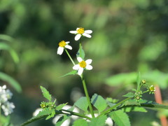Bidens pilosa