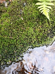 Scapania undulata