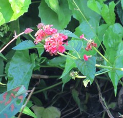 Lantana camara