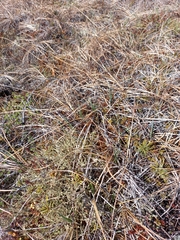 Carex soczavaeana
