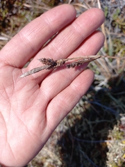 Carex soczavaeana